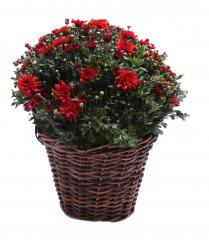 Korbübertopf Rattangeflecht braun d34cm 